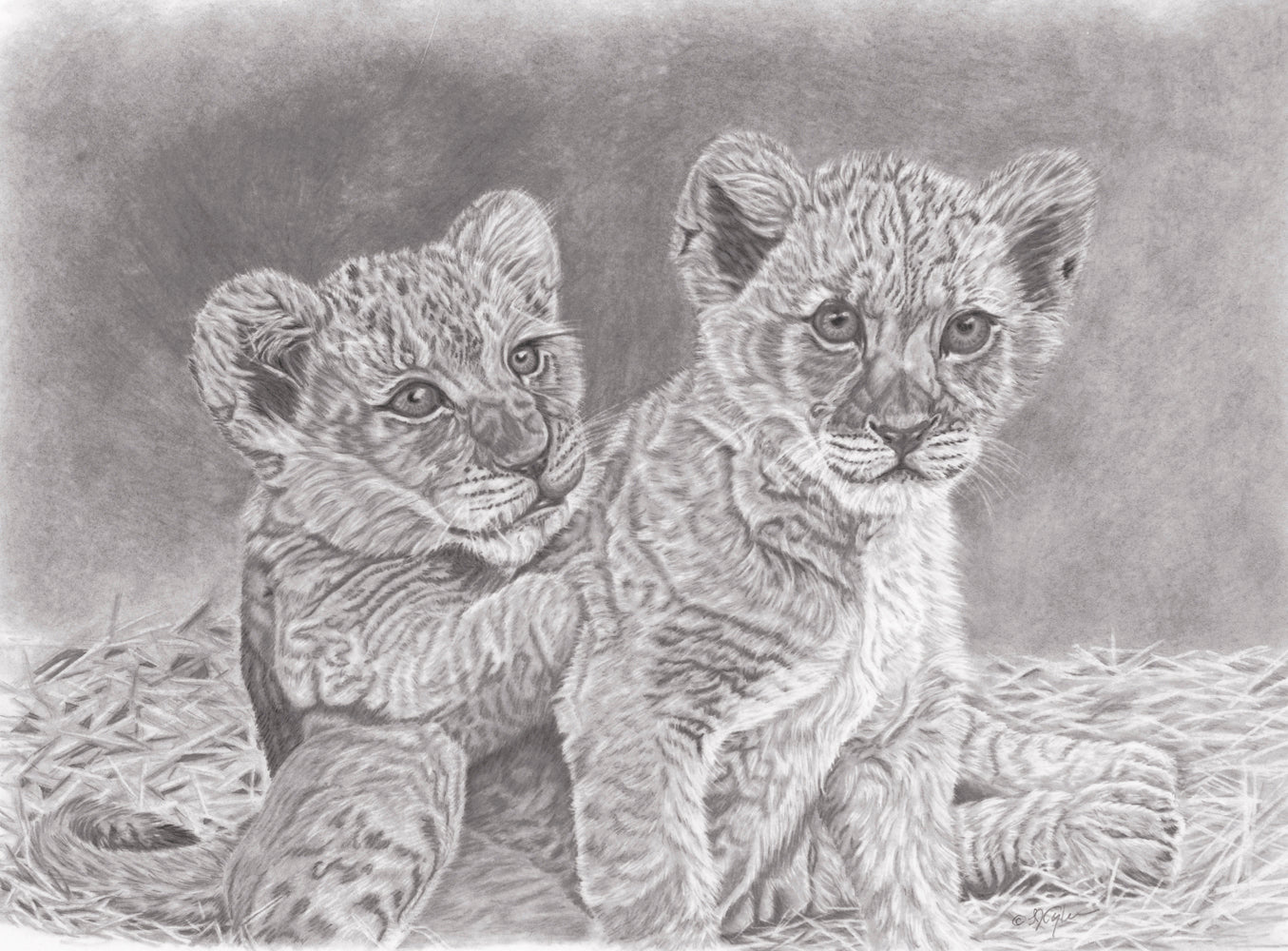 Lion Cubs
